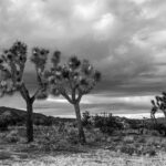 Joshua Tree V